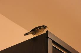 Pertanda Burung Masuk Rumah