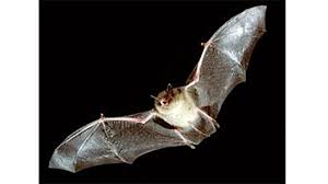 Pertanda Kelelawar Masuk Rumah