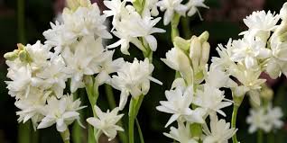 Mitos Bunga Sedap Malam