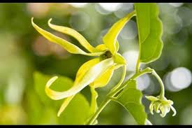 mitos menanam bunga kenanga di depan rumah